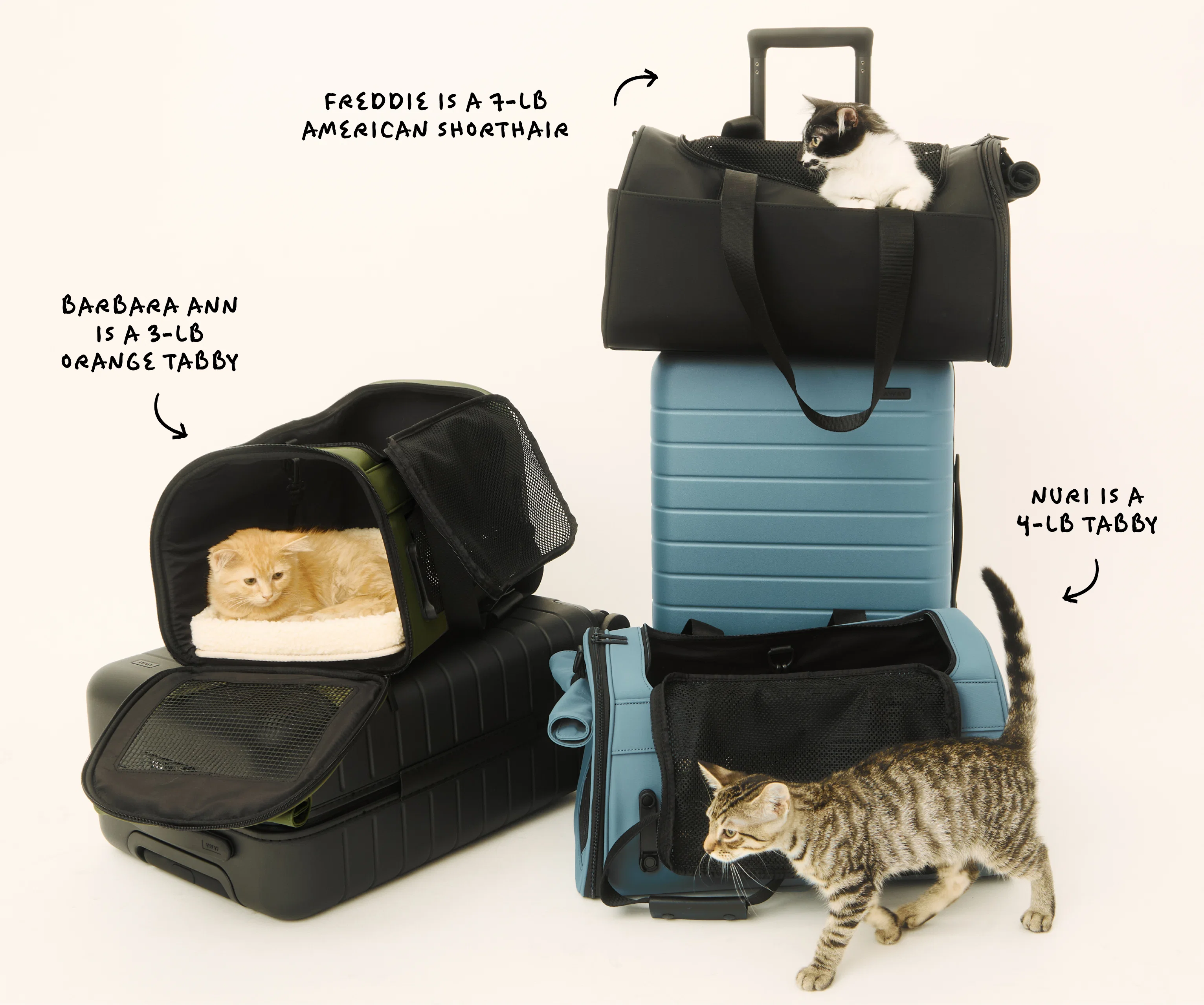 The Pet Carrier in Jet Black - Image 10